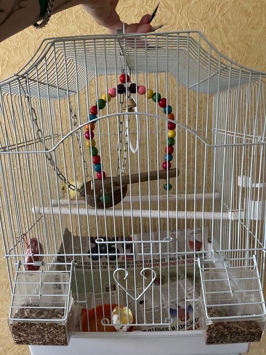 Домашняя канарейка