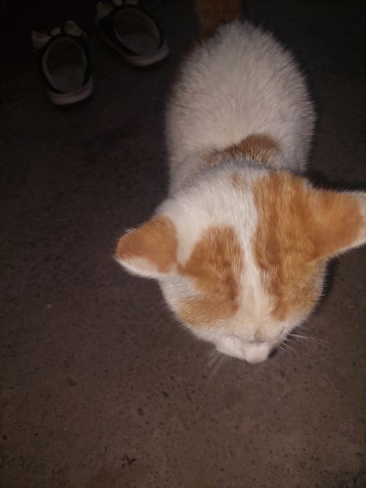 Кот мульти дружелюбный без породы