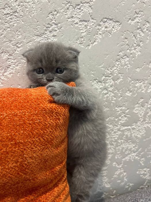 Продается девочка скотиш фолд