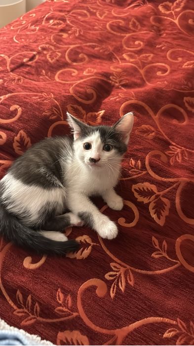 Кошечка и ее котенок  в добрые руки!