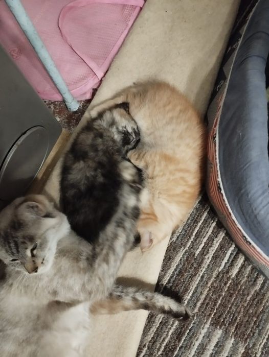 Отдам двух чудесных котят