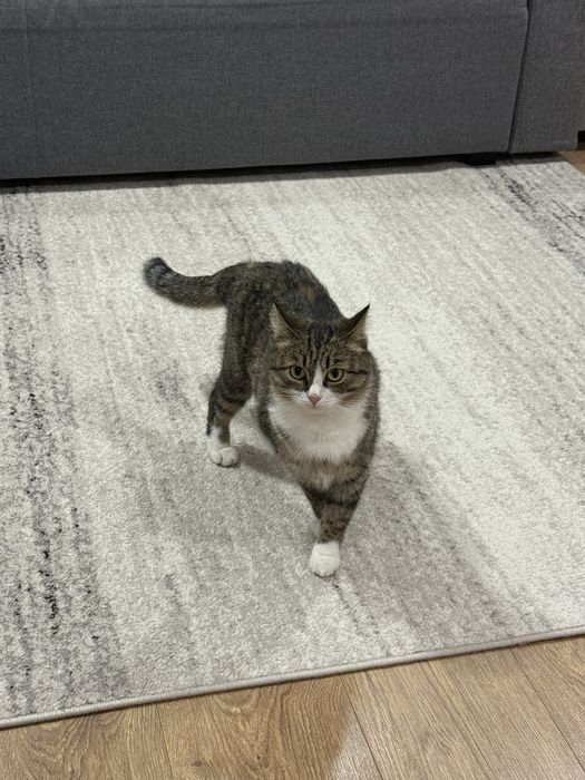 Отдам в добрые руки кошечку