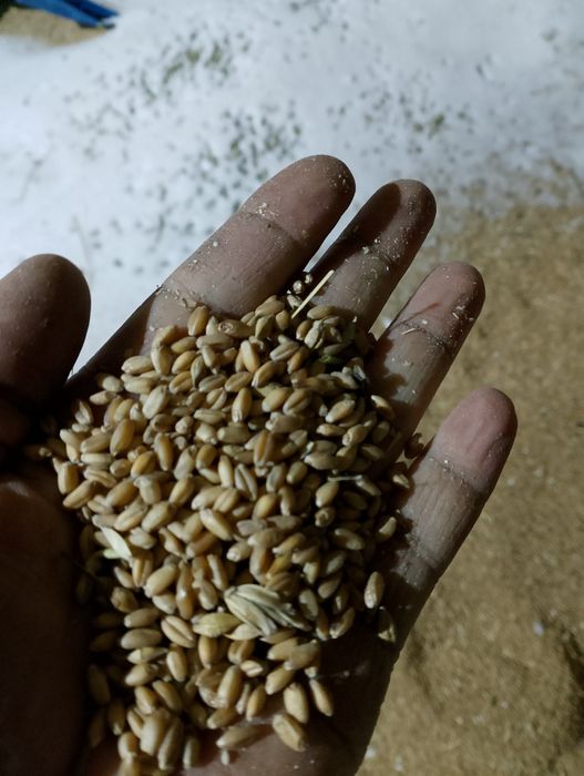 Продам на корма пшеницу