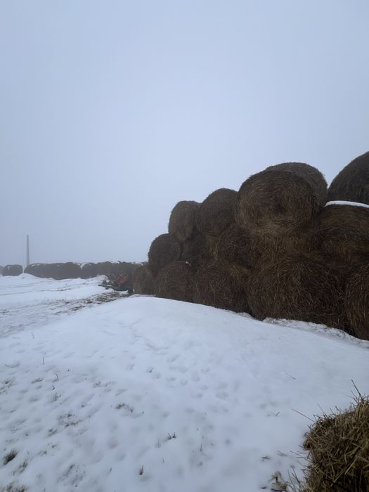 Vand baloti de paie din grau