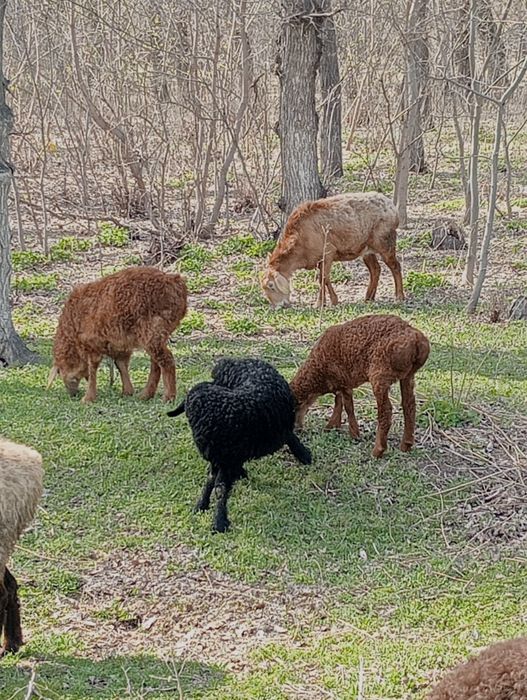 Козылы койлар сатылады