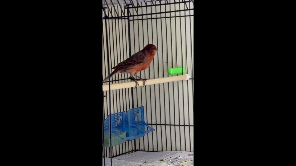 канарейка нар сотилади 2 та