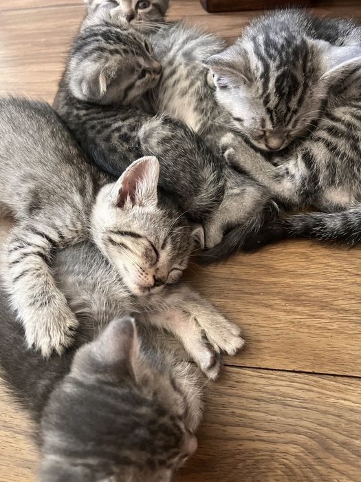 Шотландски клепоухи и правоухи котета британски котки