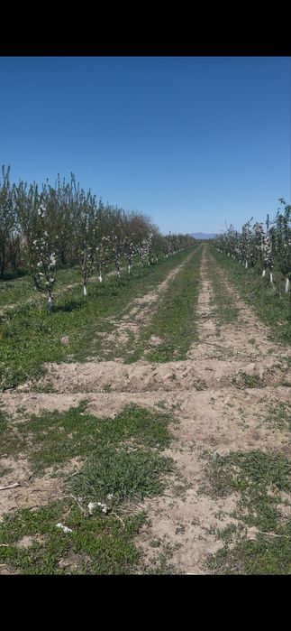 Продам землю 62 га