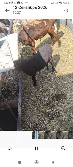 Продам игнят 3 штуки