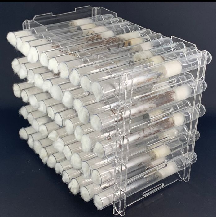 Муравьи  для новичков Жнецы