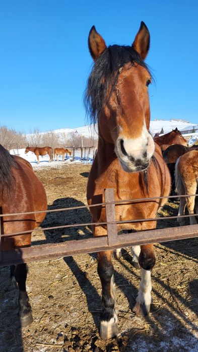Готовится к продаже косяк лошадей