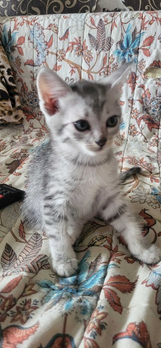 Девочки ищут заботливую семью