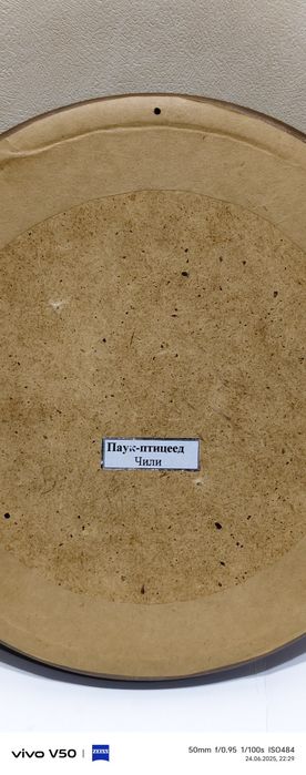 Паук Птицеед натуральный . В рамке из ореха.
