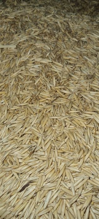 Овёс Семенной. СУЛУ УРЛЫГЫ.