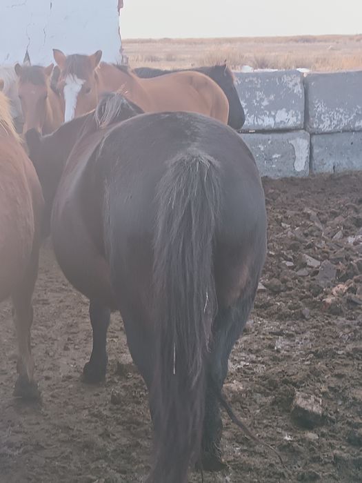 Семиз табындагы жылкылар