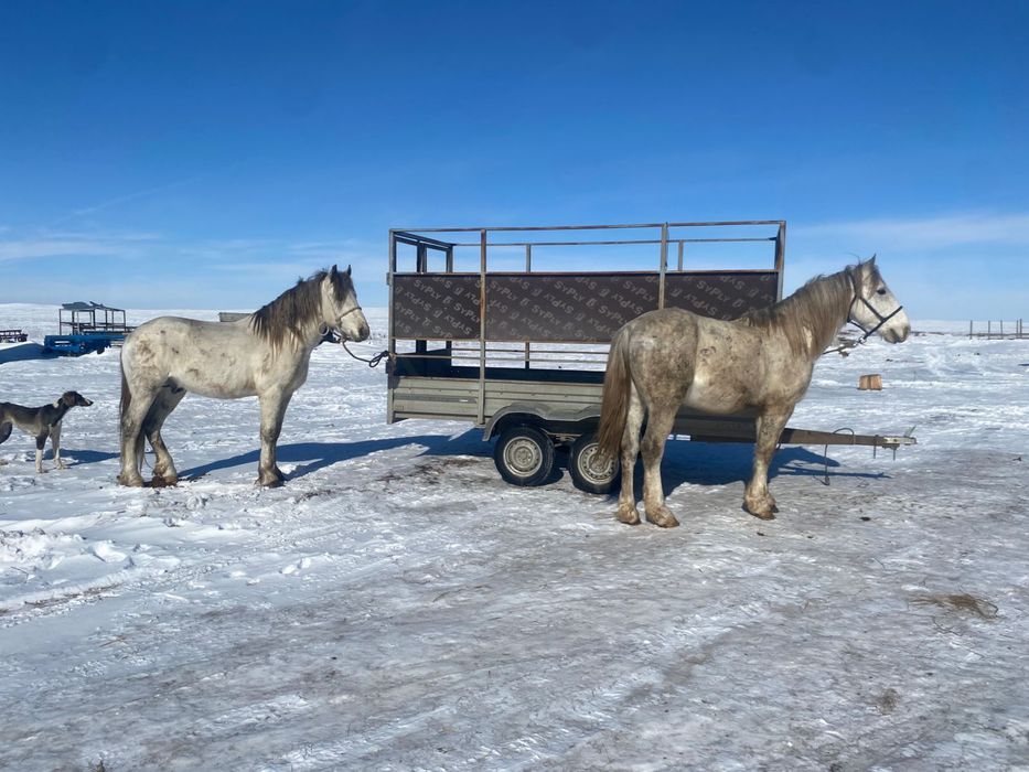 Айгыр сатылады ат