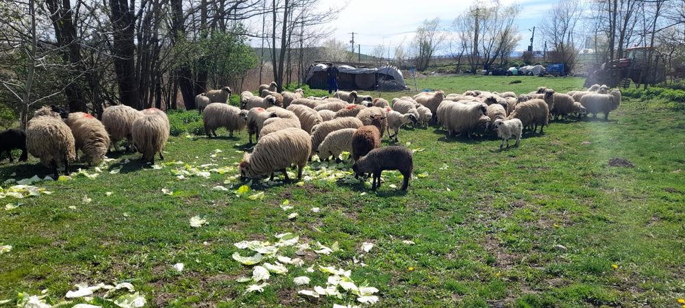 Vindem miei pentru Paște