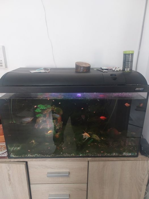 Acvariu cu accesori și pesti