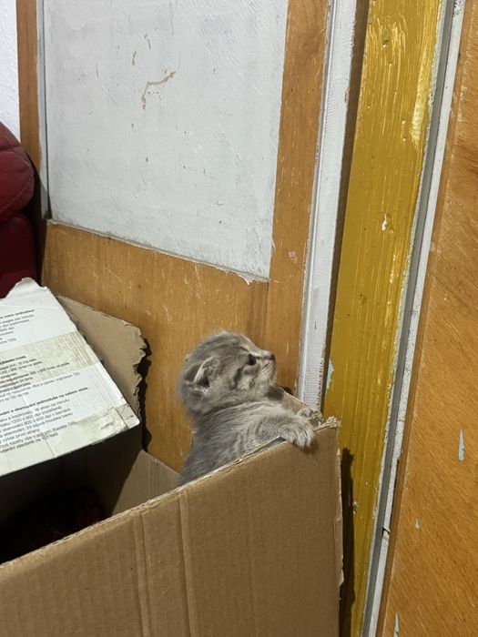 Продам котенка 1 месяц