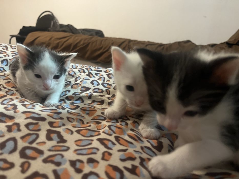 Котяты беспалатно