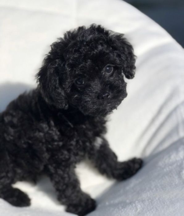Pui caniche pudel poodle mini toy