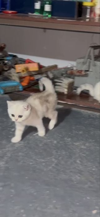 Shinshila britanski 2 oyli qiz bola
