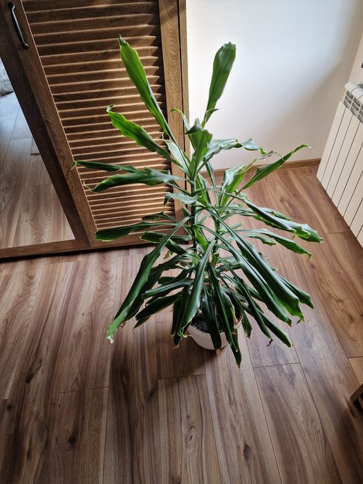 Dracaena fragans - "trunchiul fericirii"
