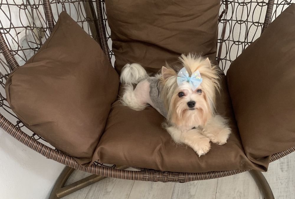 Бивер териер ,йоркширски териер ,йорки