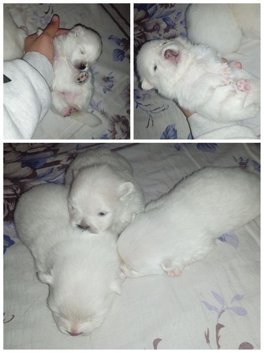 Продам Померанского Шпица