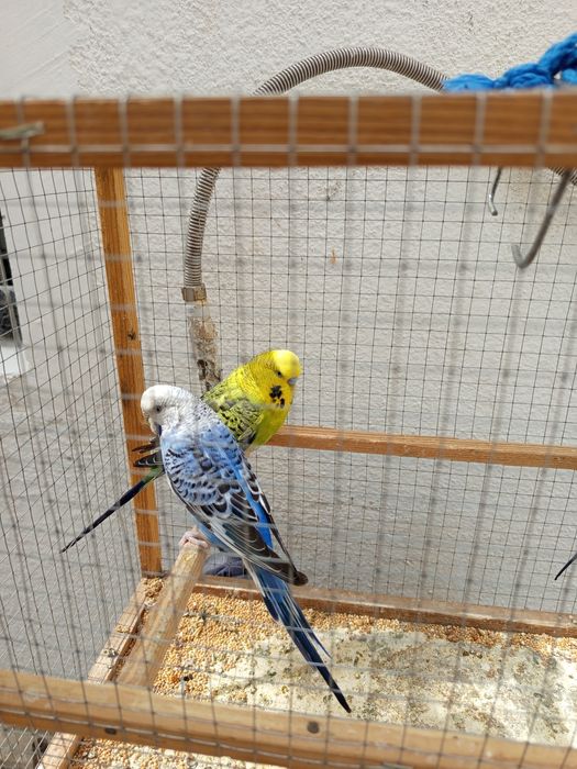 2 пар попугай сотилади