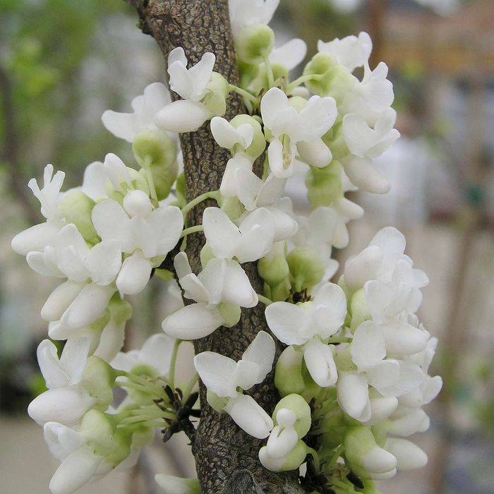 Cercis Shirobana
