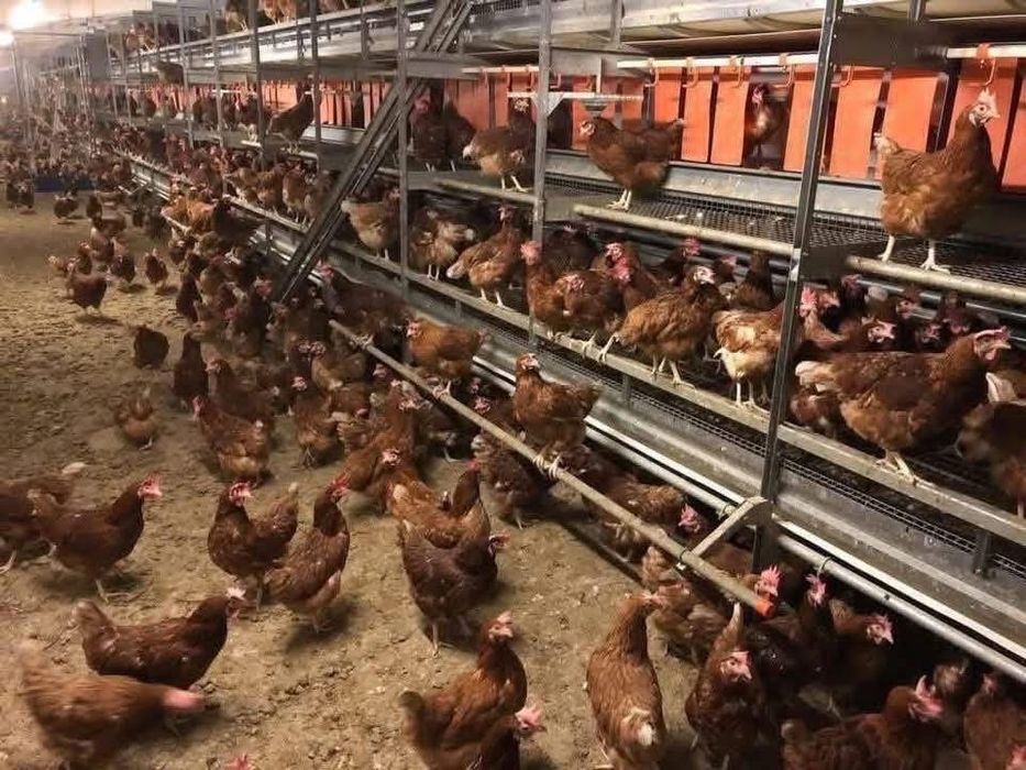 Livrare la domiciliu gaini