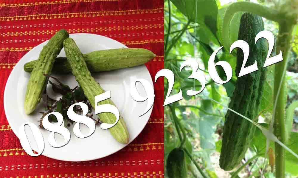 100+ Био Семена Селски Сортове Домат Краставици Тютюн Люти Чушки +ДАР