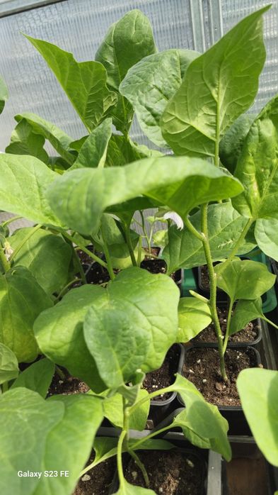 Продам раннюю рассаду