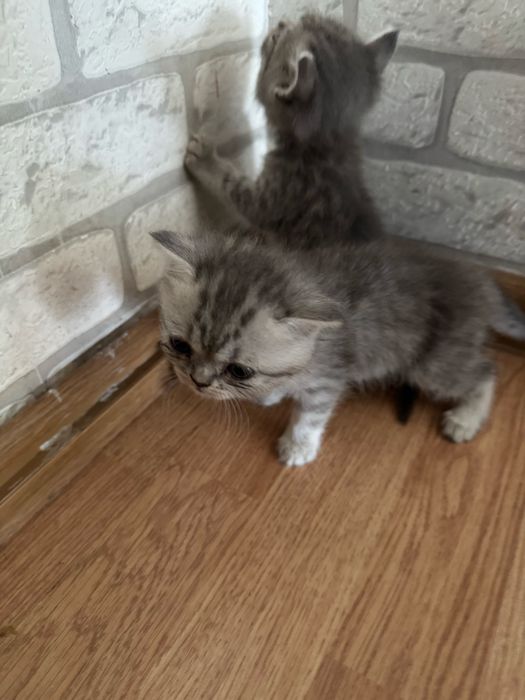 Вислоухие котята