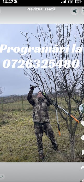 Taiere pomi fructiferi /cosmetizare