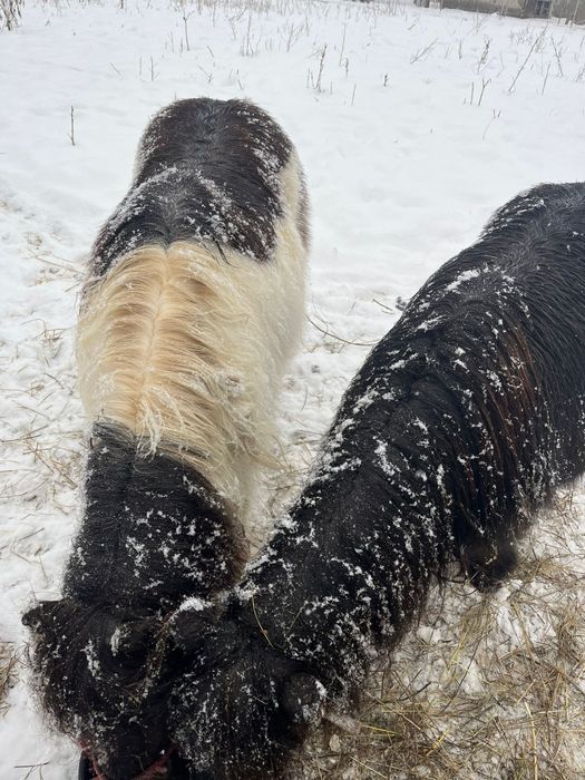 Vând poneițe talie mica