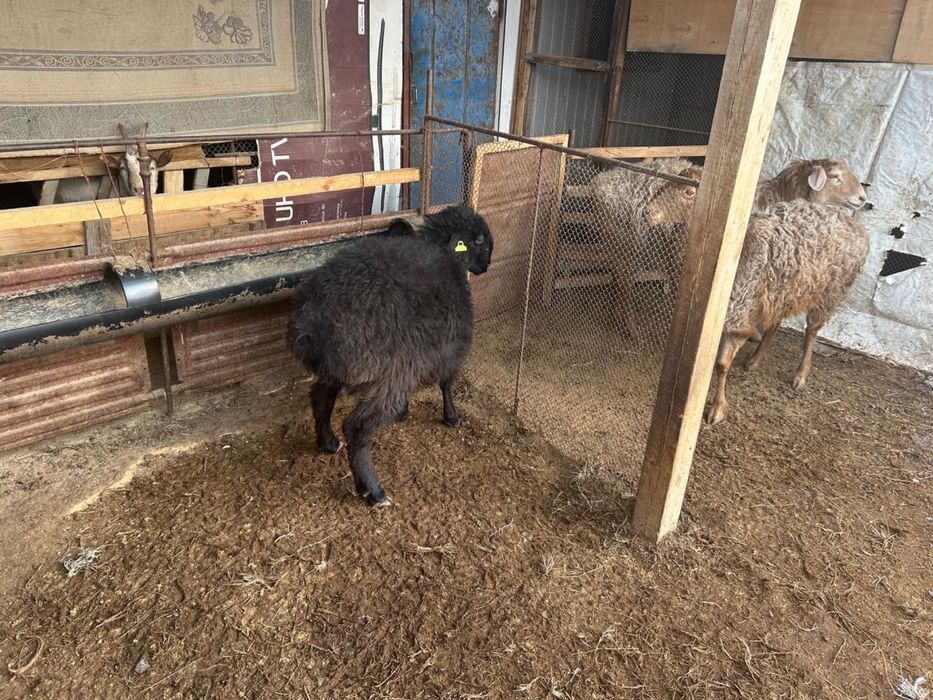 Койлар сатылады