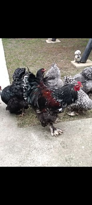 Ouă incubat wyandotte auriu, brahma , australorp negru