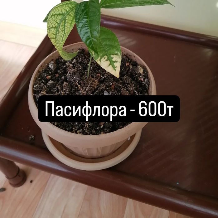 Продам комнатные цветы.