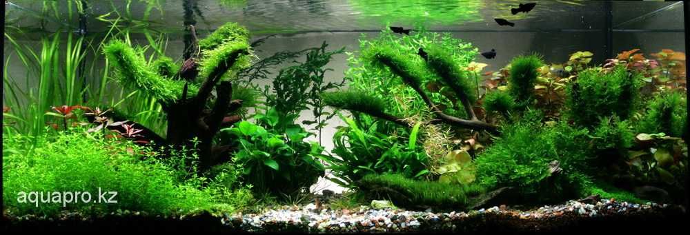 Аквариумы и все для них