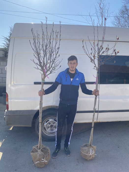 Vand magnolia copac pom mov roz