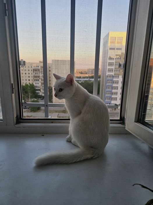 Кошка Аниса отдаем в надежные руки