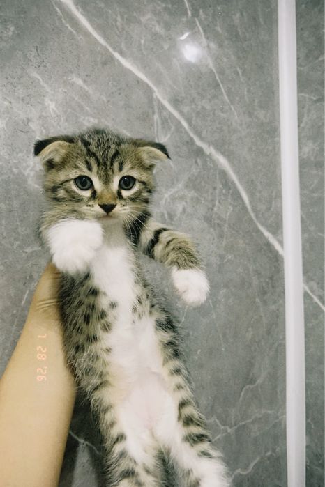 Продается котёнок мальчик,