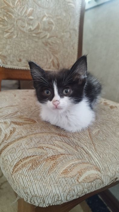 Katta dumba va kokrak qafasi