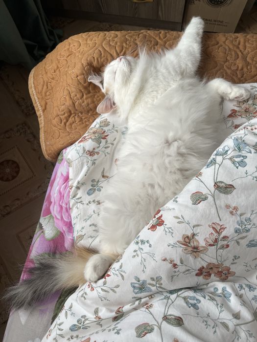 Кошка стерилизованная