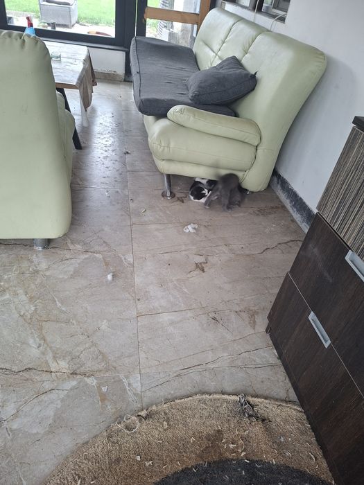 Котки сива и шарена