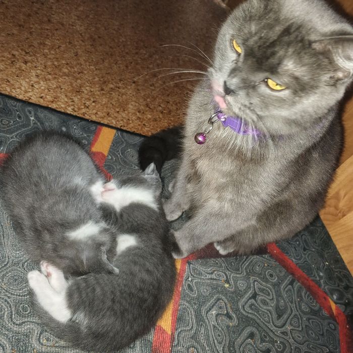 Отдам котиков даром