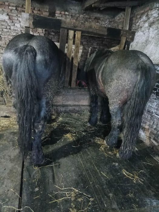 De vânzare sau schimb doi mânji frați