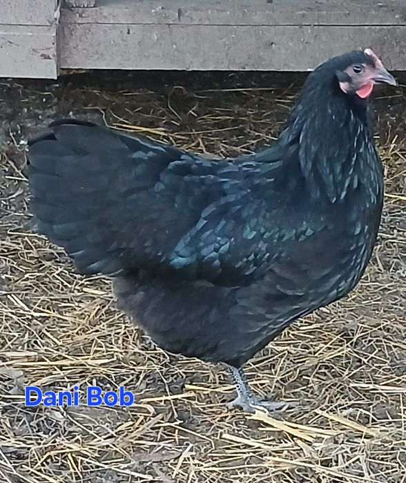 Puișori de găina rasa Australorp